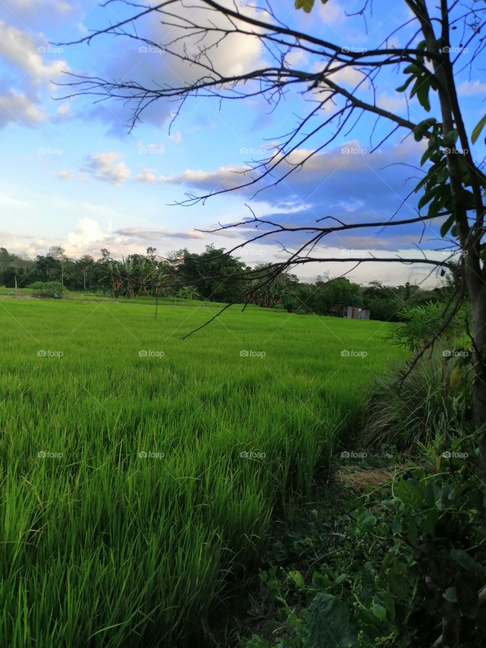 Paddy field or sawah or called  tabasan In my place. Called Dumoh ni my native