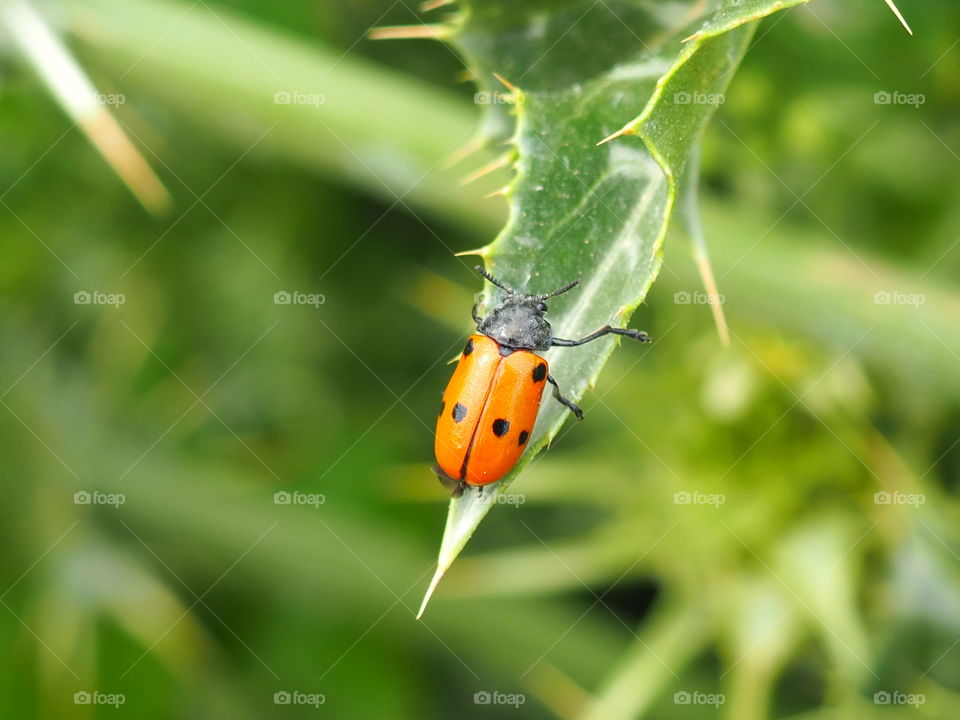 Mylabris quadripunctata