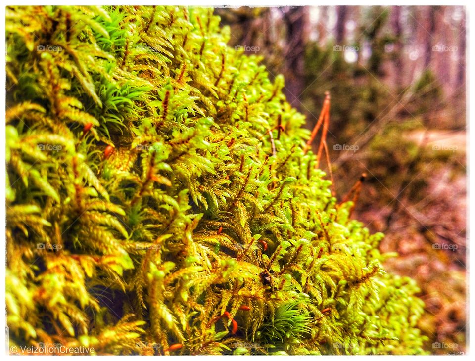 Forest Tree Moss Closeup