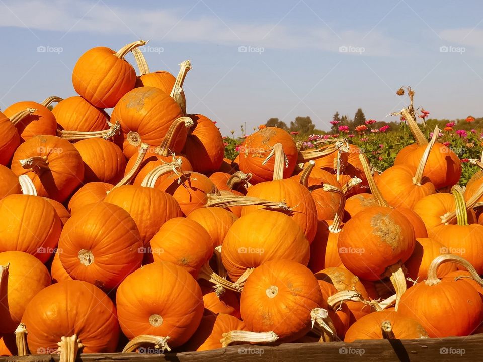 Pile of Pumpkins