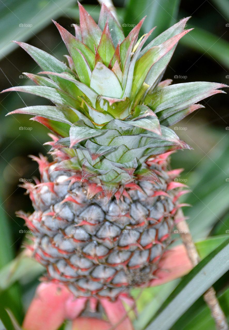 Green  pineapple
