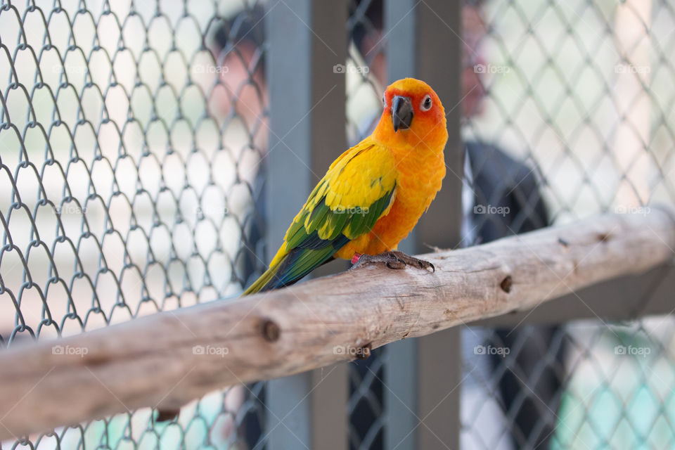 Cage, No Person, Bird, Fence, Parrot