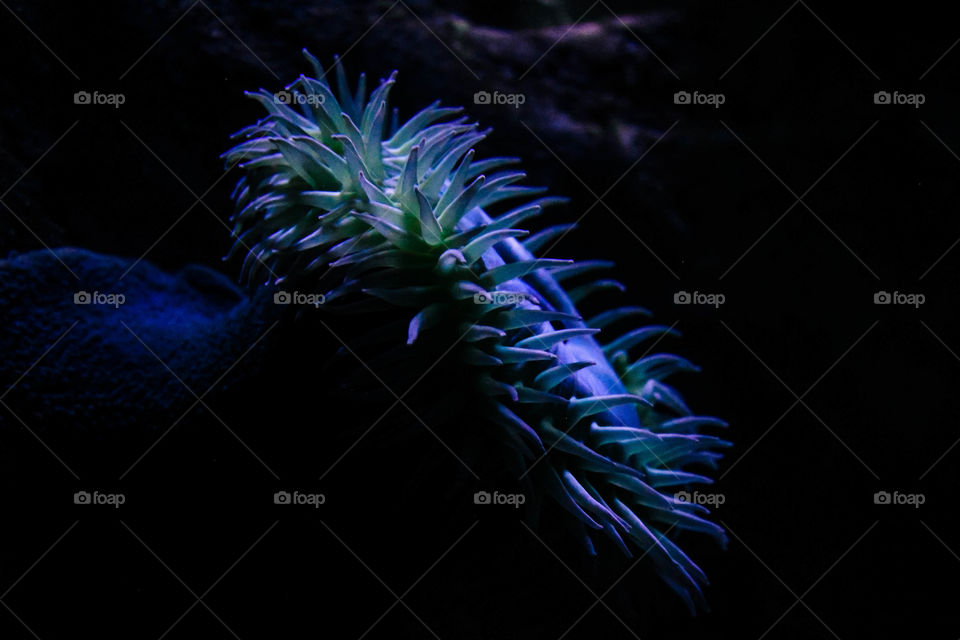 Close-up of a green and blue sea anemone in dark waters