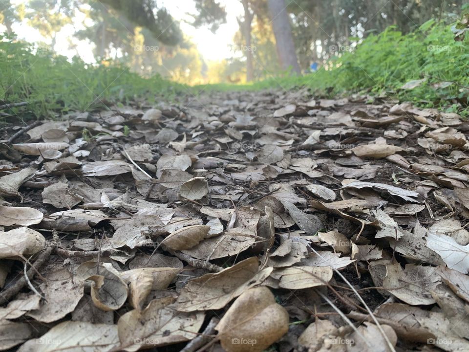 Dry leaves on a path with green fresh grass on side