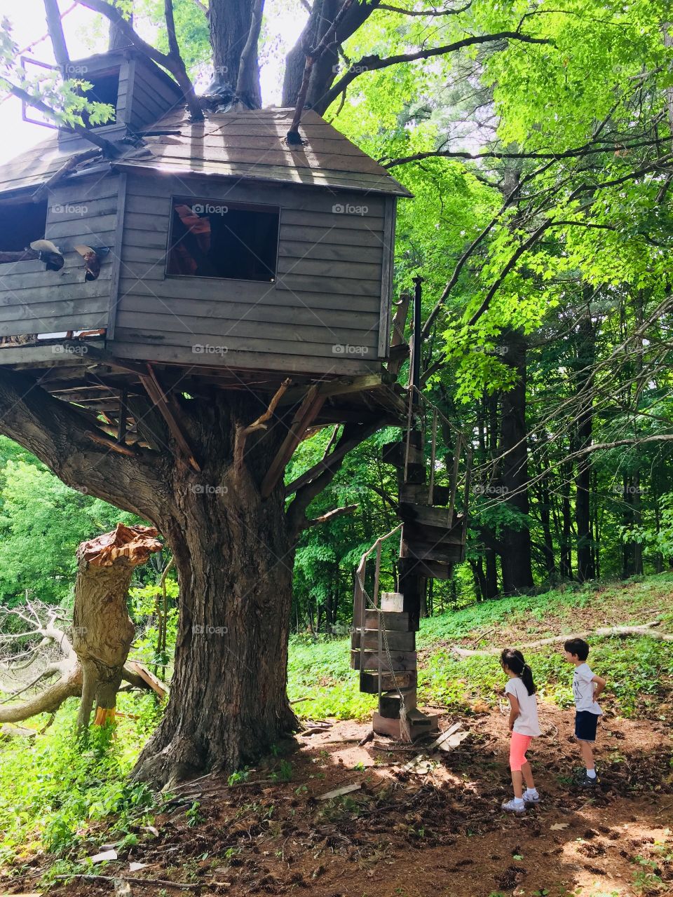 Tree house 