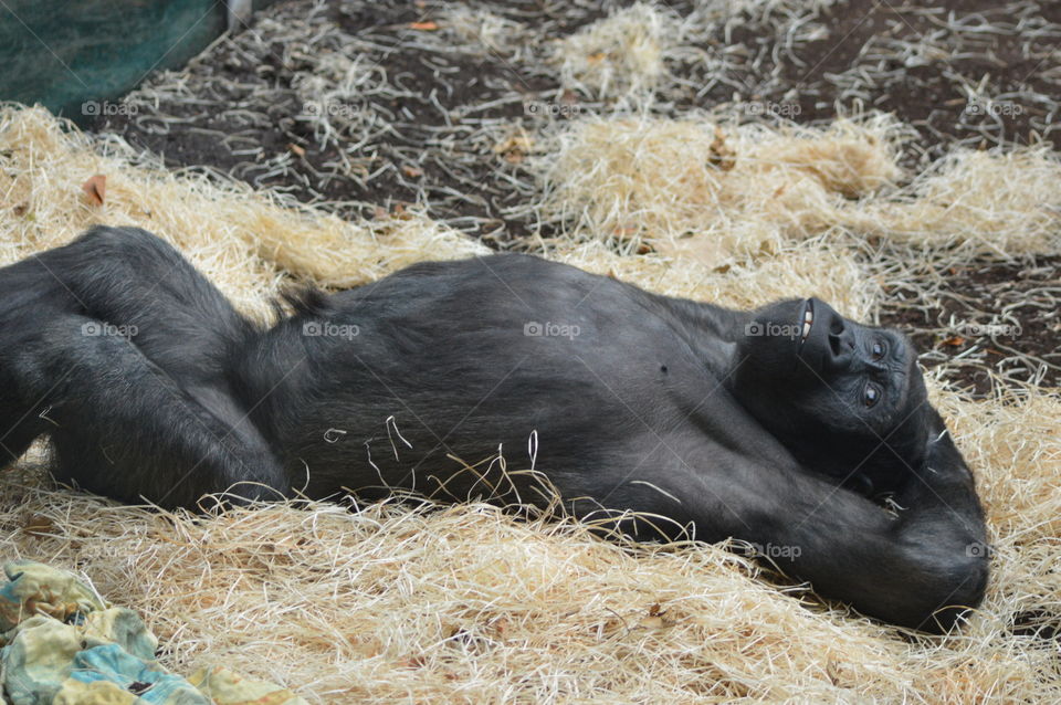 chimpanzee who relaxes lying down