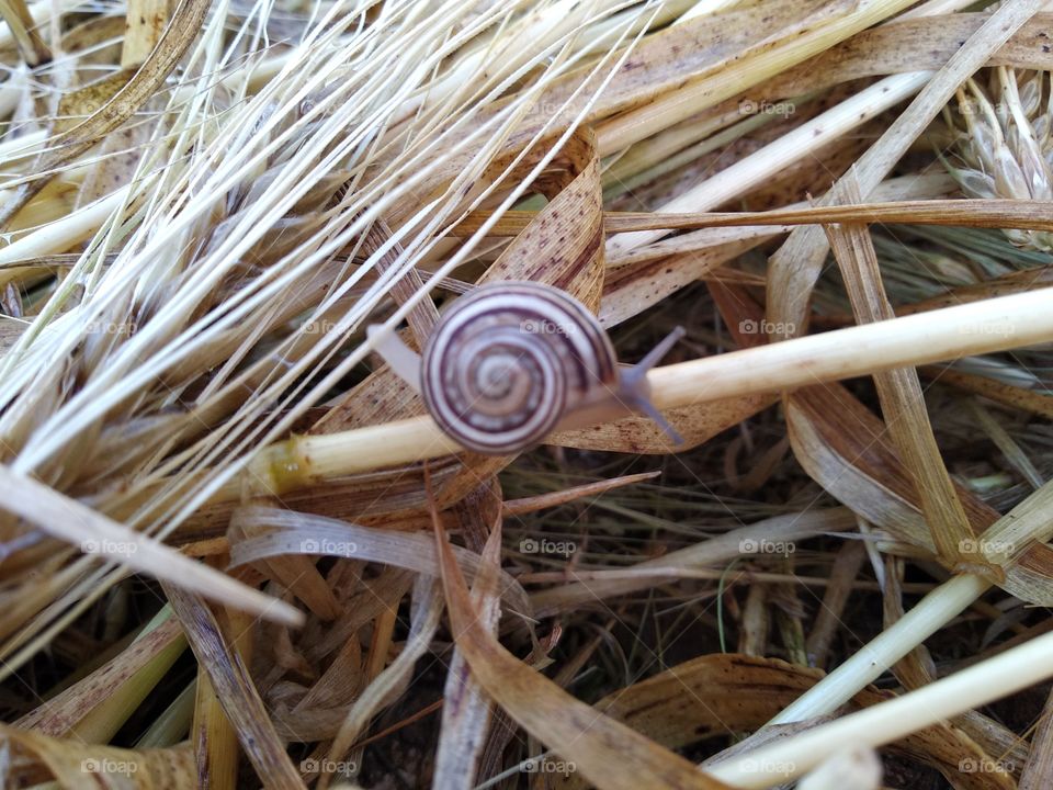 Snail