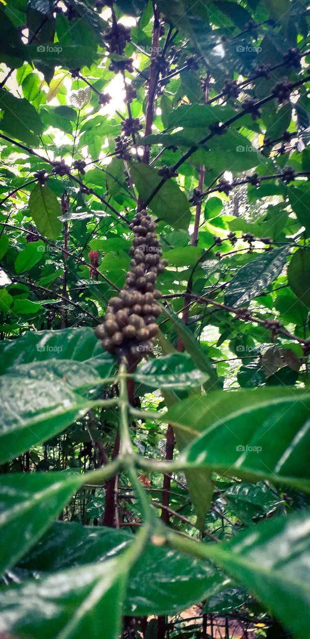 beautiful green coffee plant