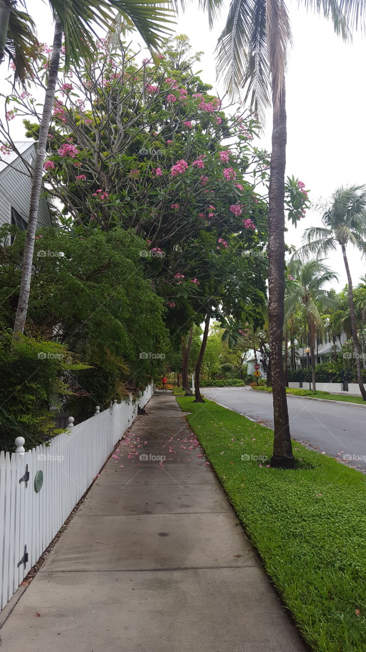 Key West street