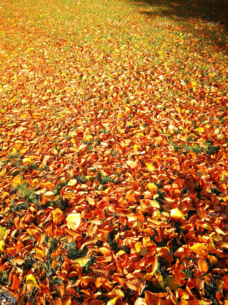 colorful fall leaves in a park untouched