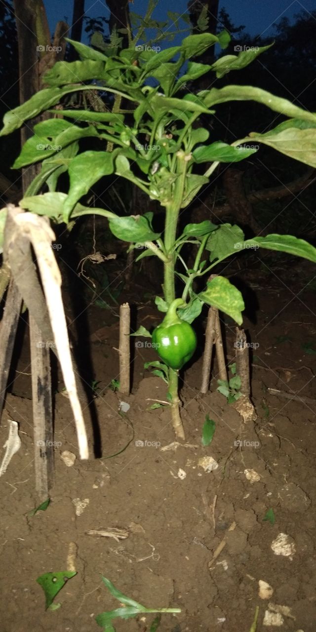 Fresh bell pepper plant..