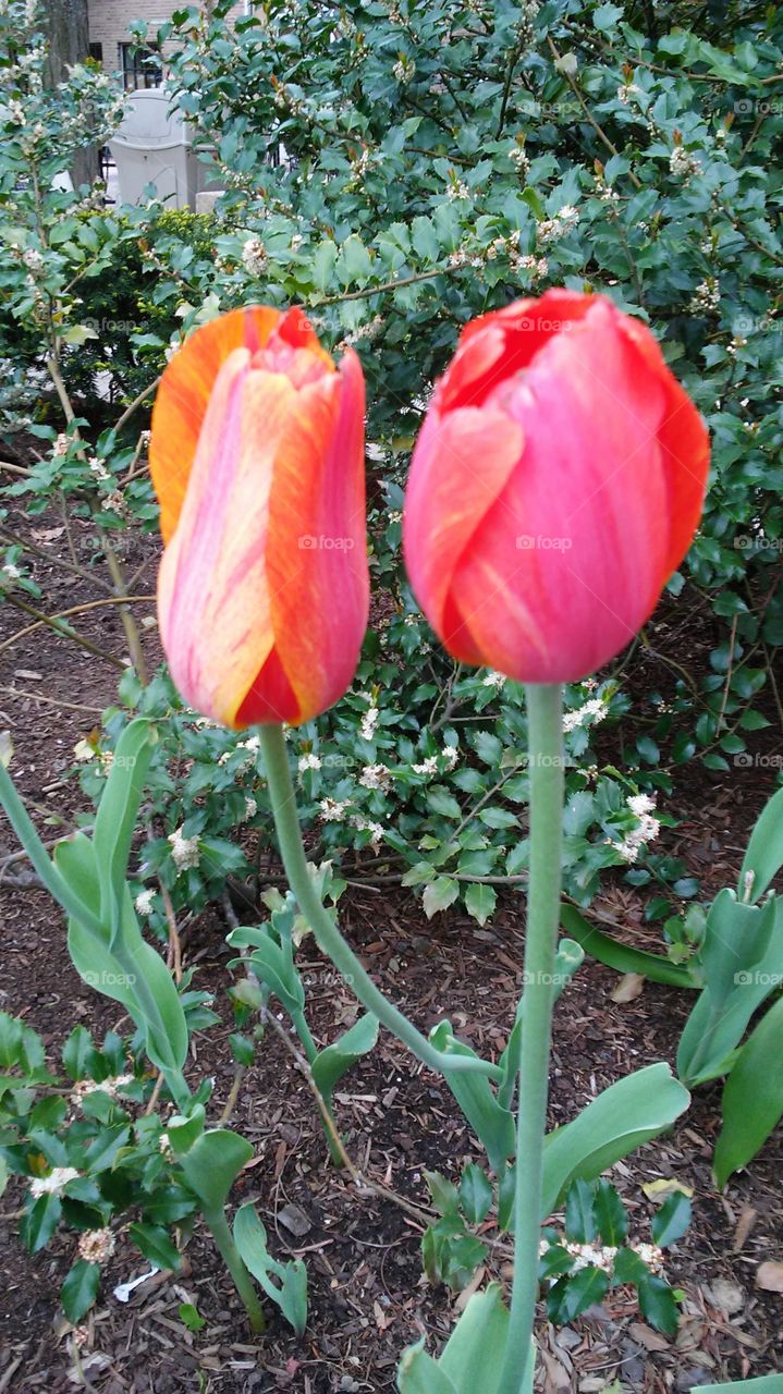 spring. flowers. beauty