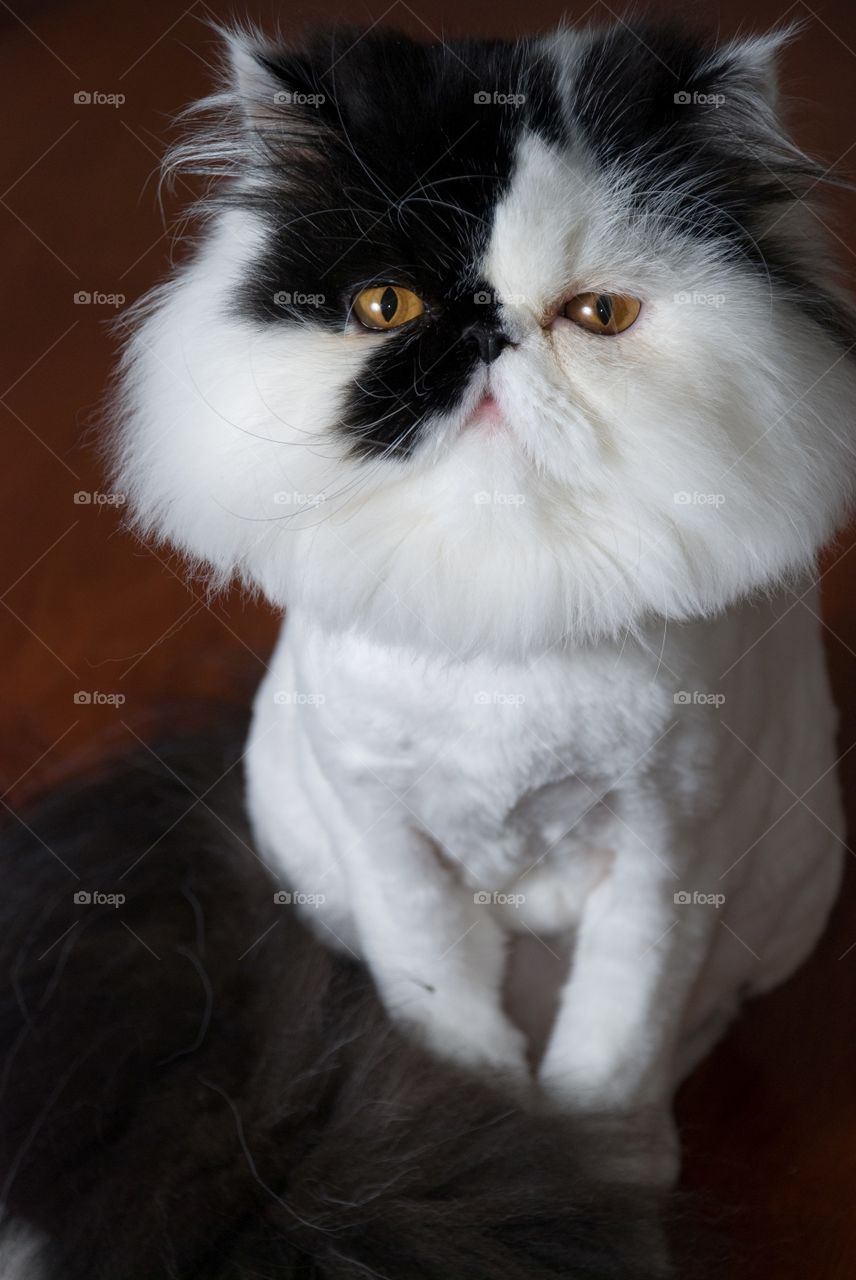 Black and White Persian Cat After Grooming