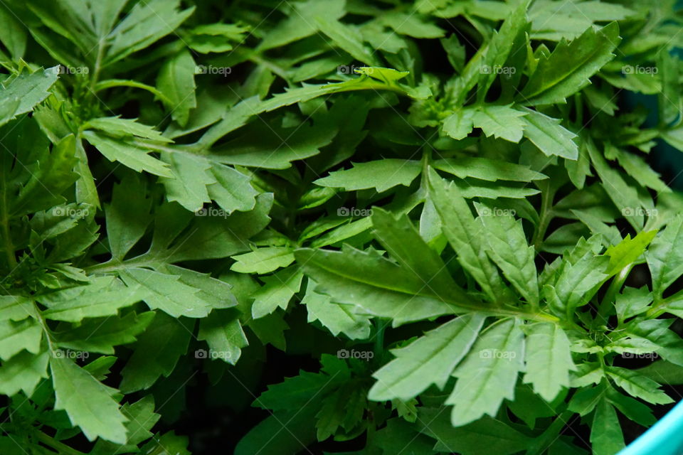 Macro of Leaves 