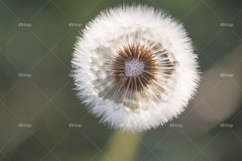 Dandelion 