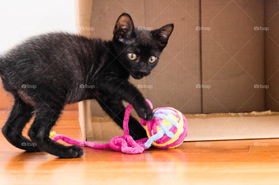 Cute black cat playing with pink toy and looking towards the camera.