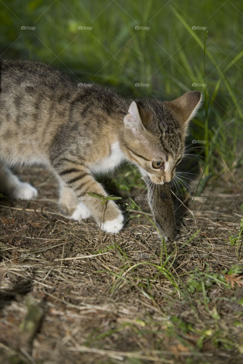 Cat, Cute, Mammal, Animal, Fur