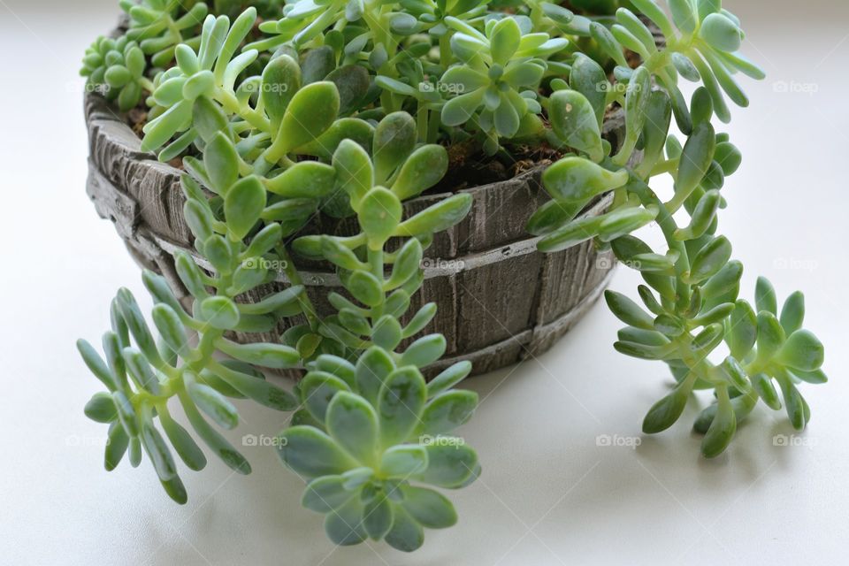 beautiful green house plant in the pot