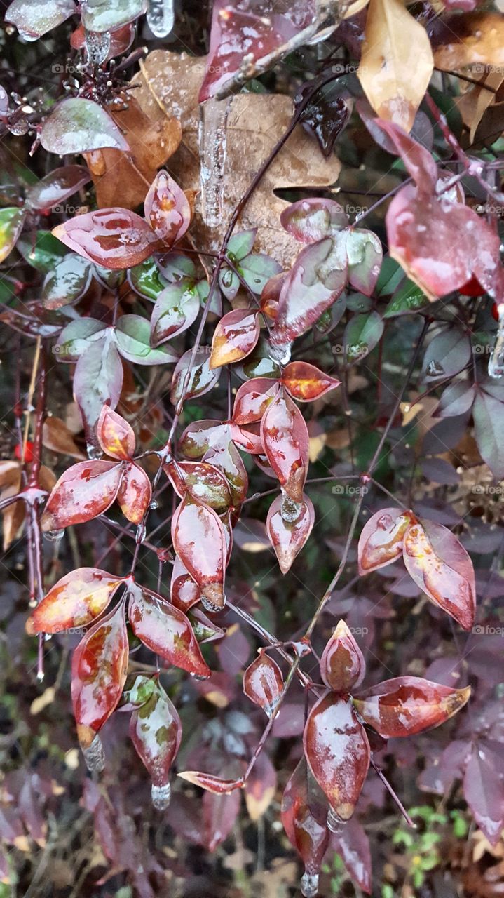 Frozen water droplets gathering on bright colored leaves makes this an elegant sight.