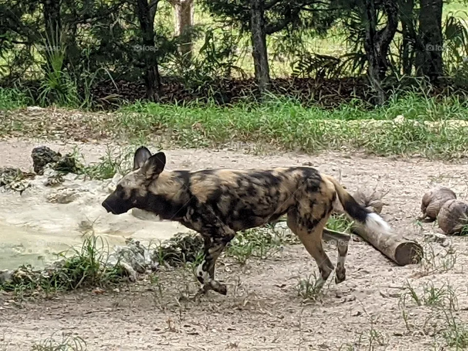 Painted Dog at Zoo Miami