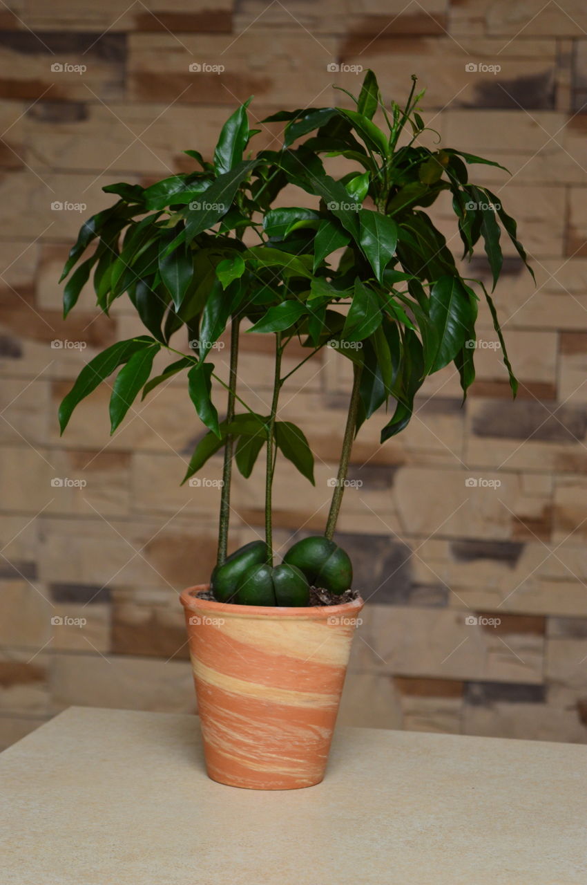 House plants in pots- Castanospermum australe, Moreton Bay Chestnut, Blackbean, Lucky Bean,