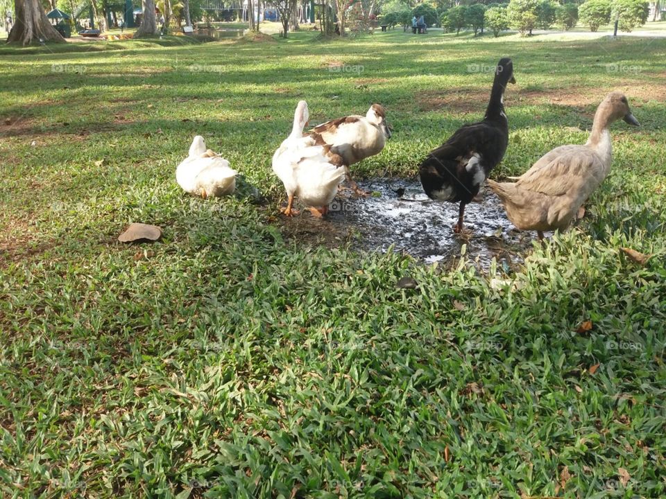 a duck family