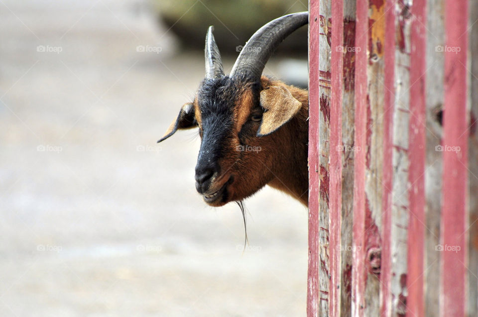 animal nose farm looking by hkjohan