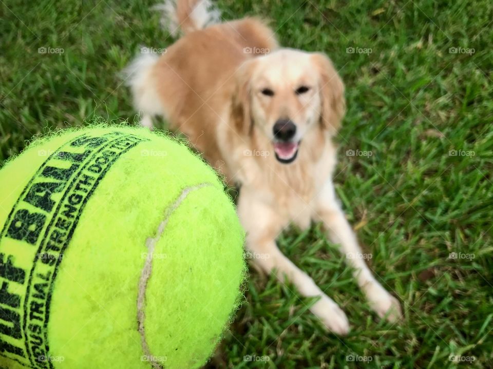 Giant tennis ball for dog fetch game