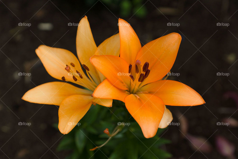 Lilies