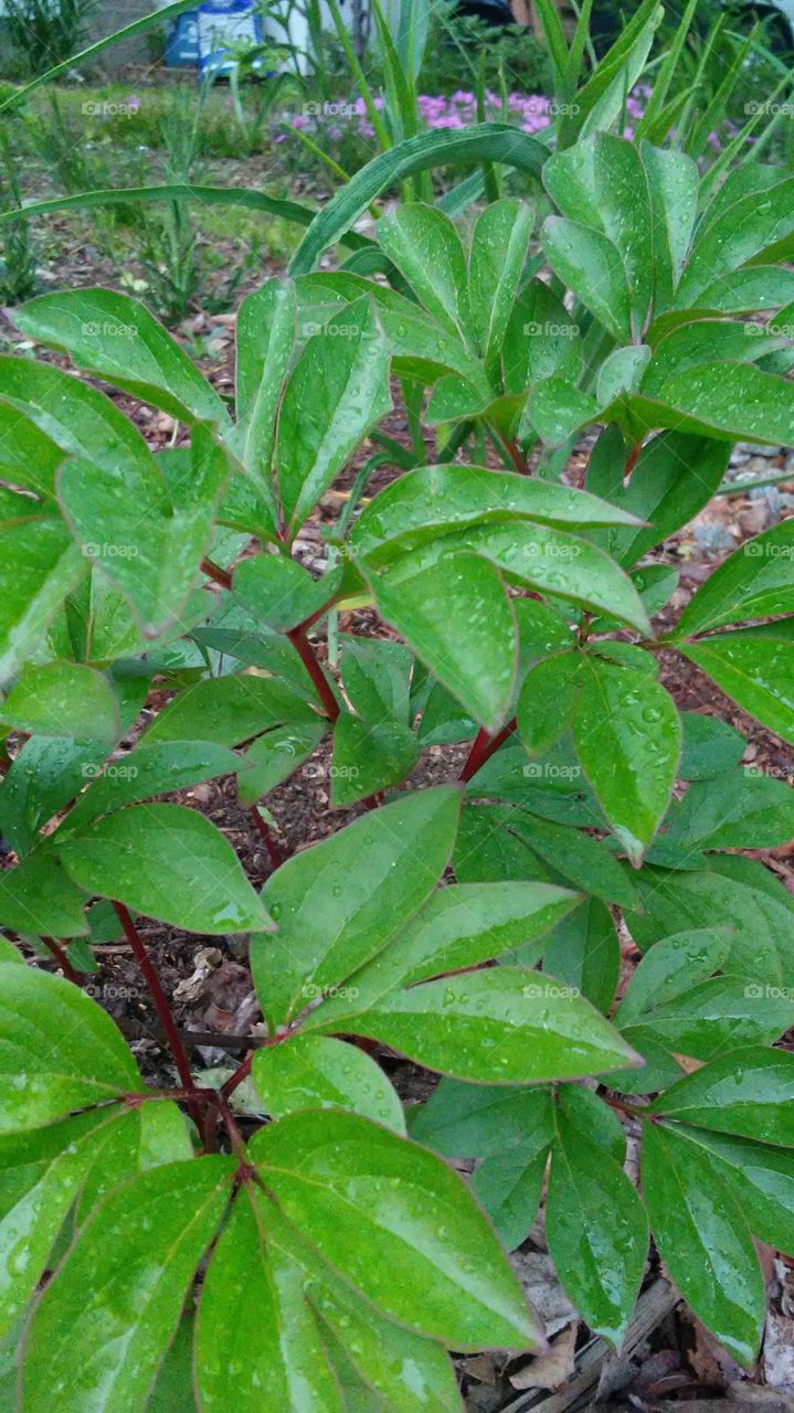 spring. green. fresh. water drops