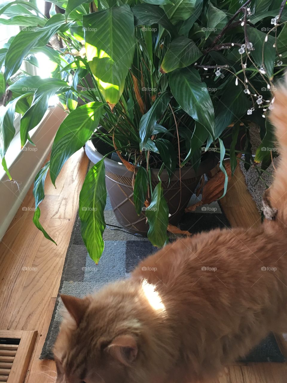 A beautiful, orange, long-haired cat (named Apollo) slightly out of frame next to a healthy green peace plant
