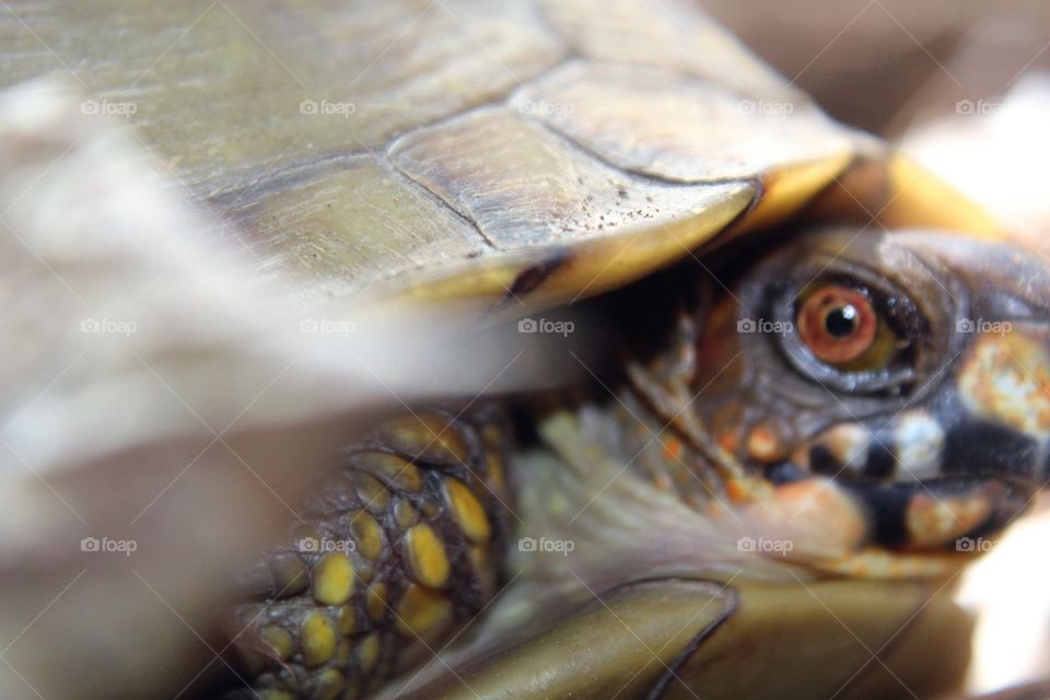 Turtle eye