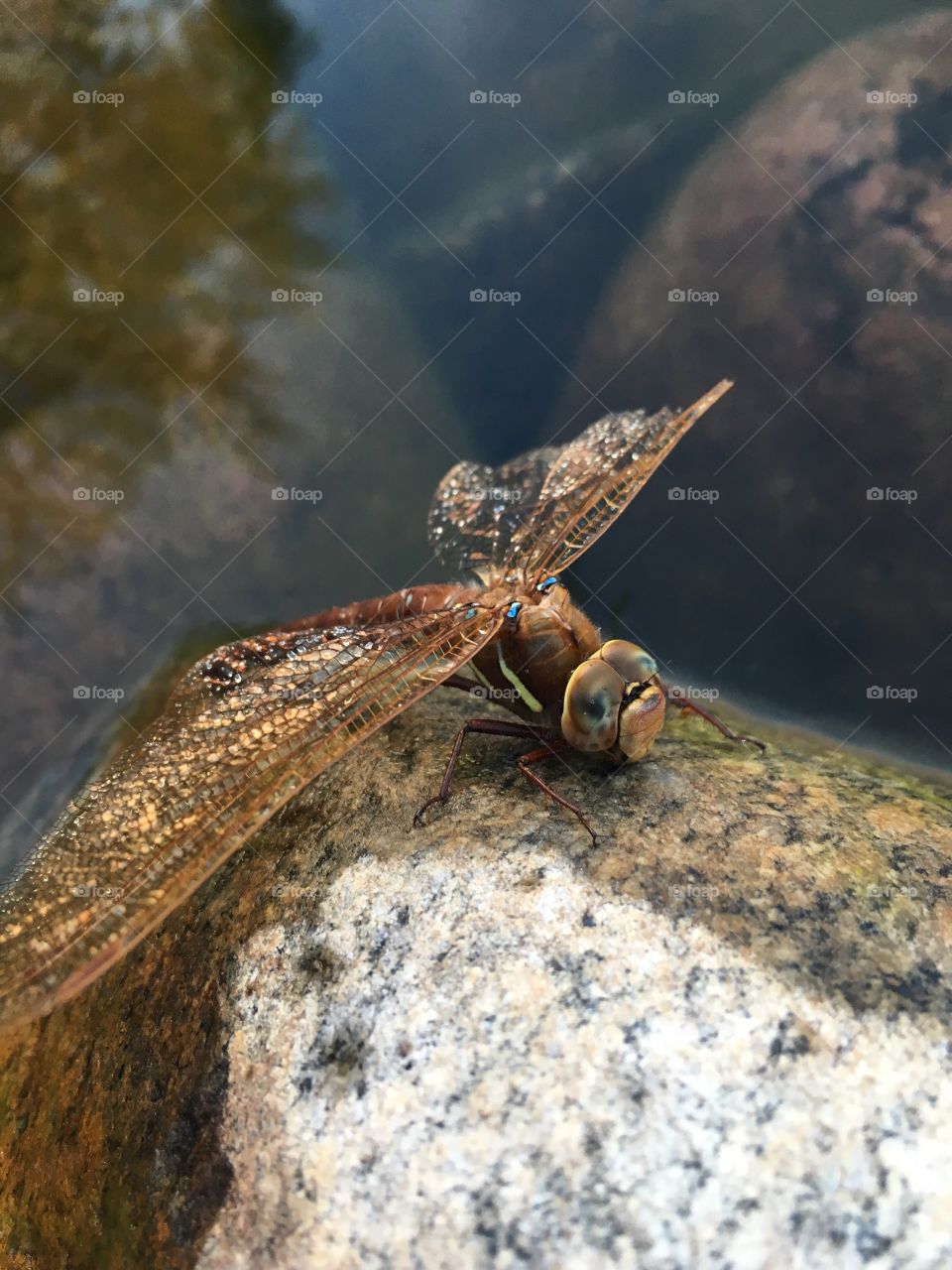Closeup of dragonfly on a rock