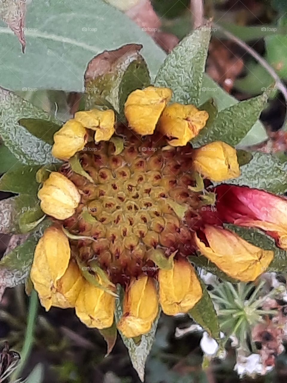 winter garden  - frost changed flower of gailardia