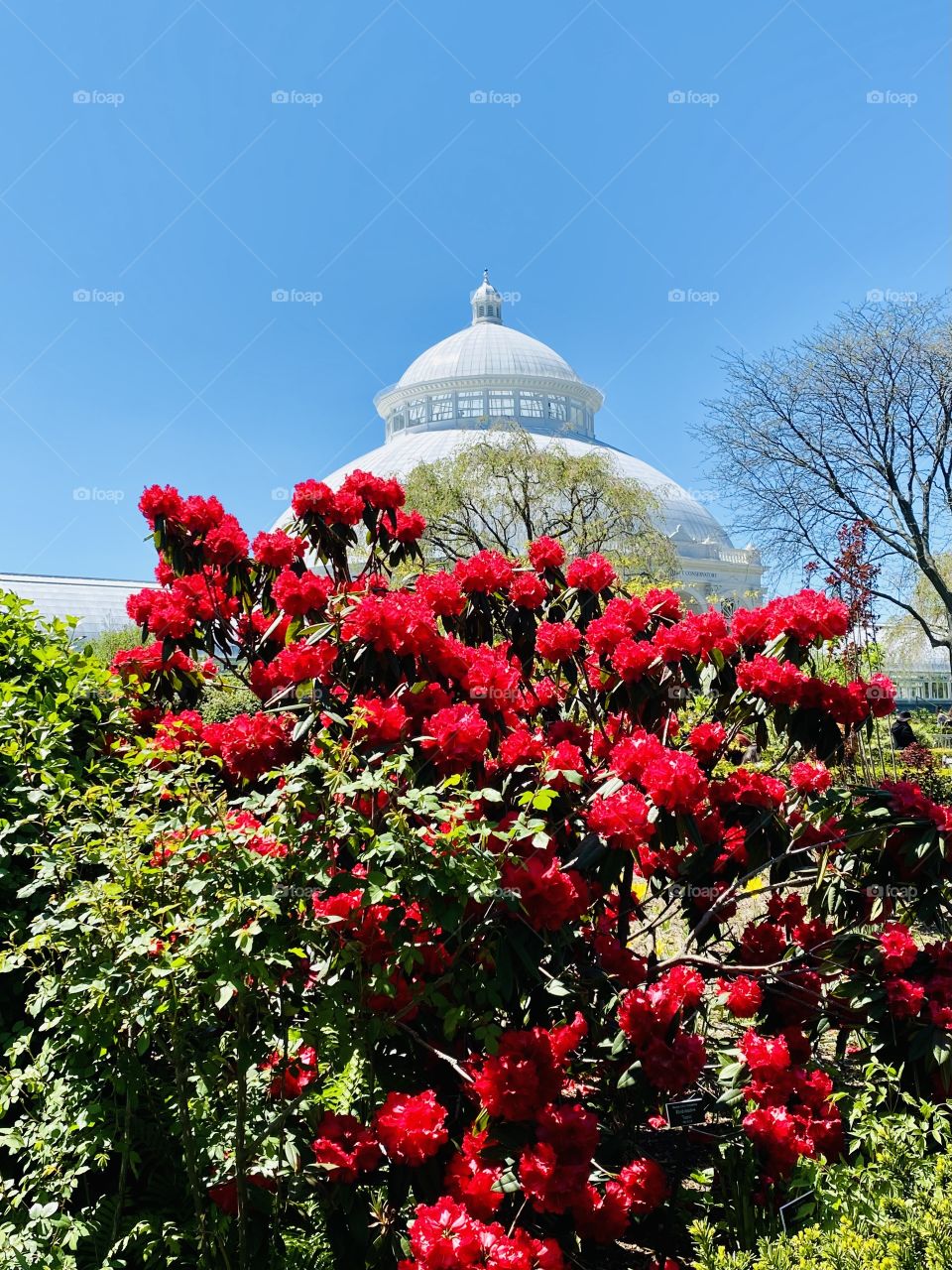 Red Rhododendron vibrant against the backdrop of the NYBG conservatory dome and azure sky. 