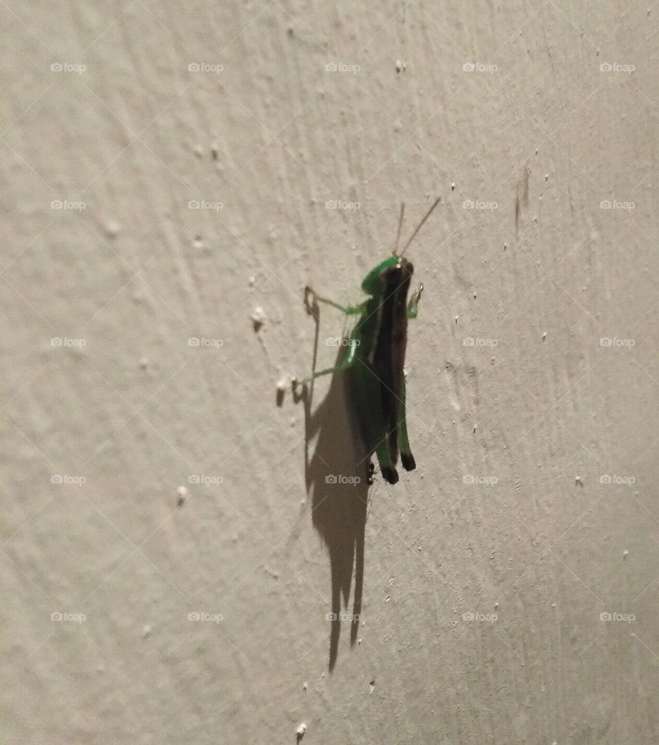 locust on a wall