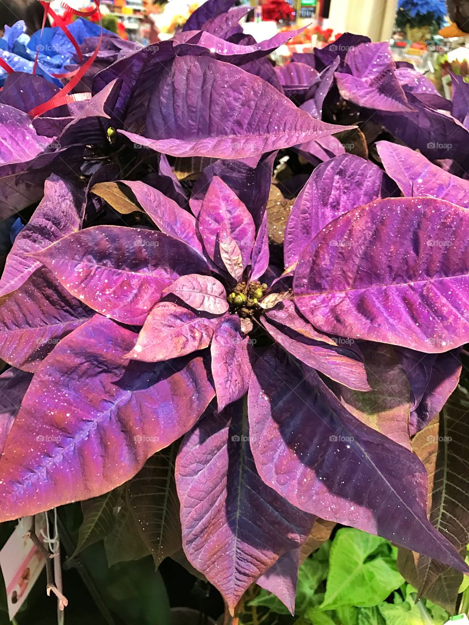 Purple poinsettia! 