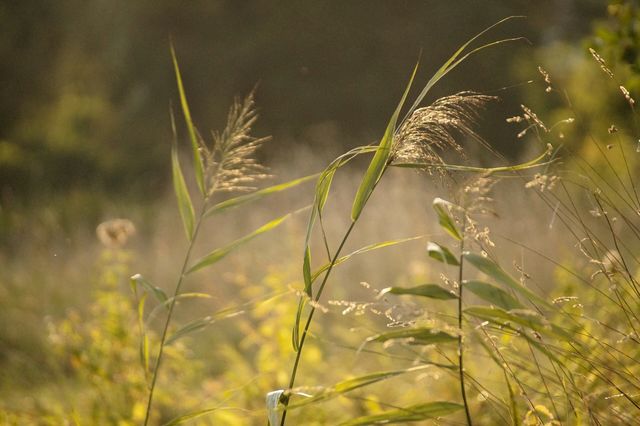 green meadow