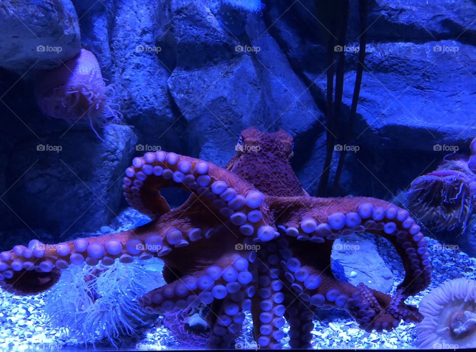 An octopus moves across the glass at the aquarium 