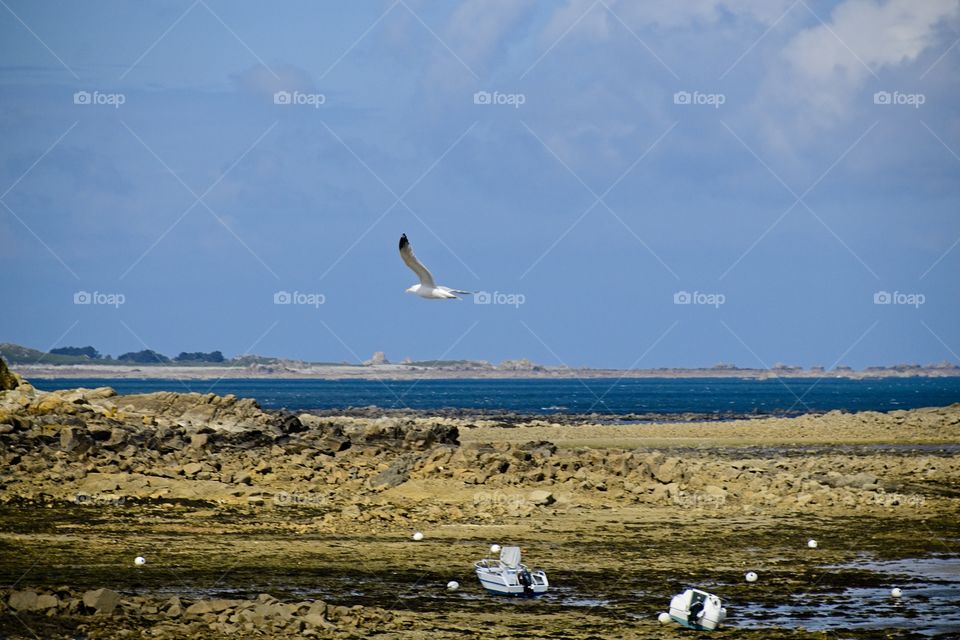 seagull in flight
