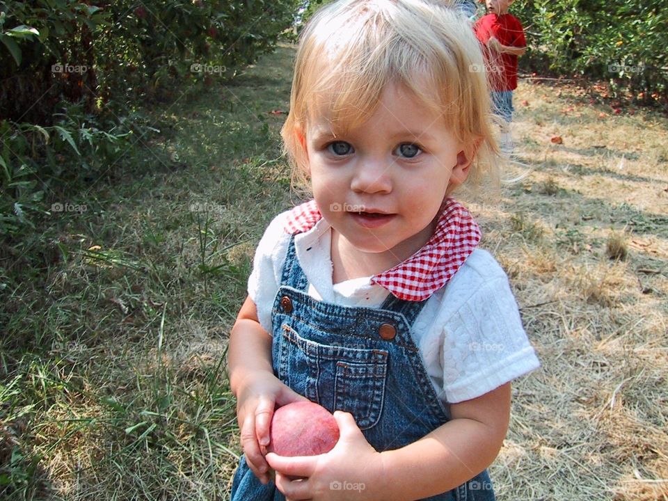 Apple Picking 