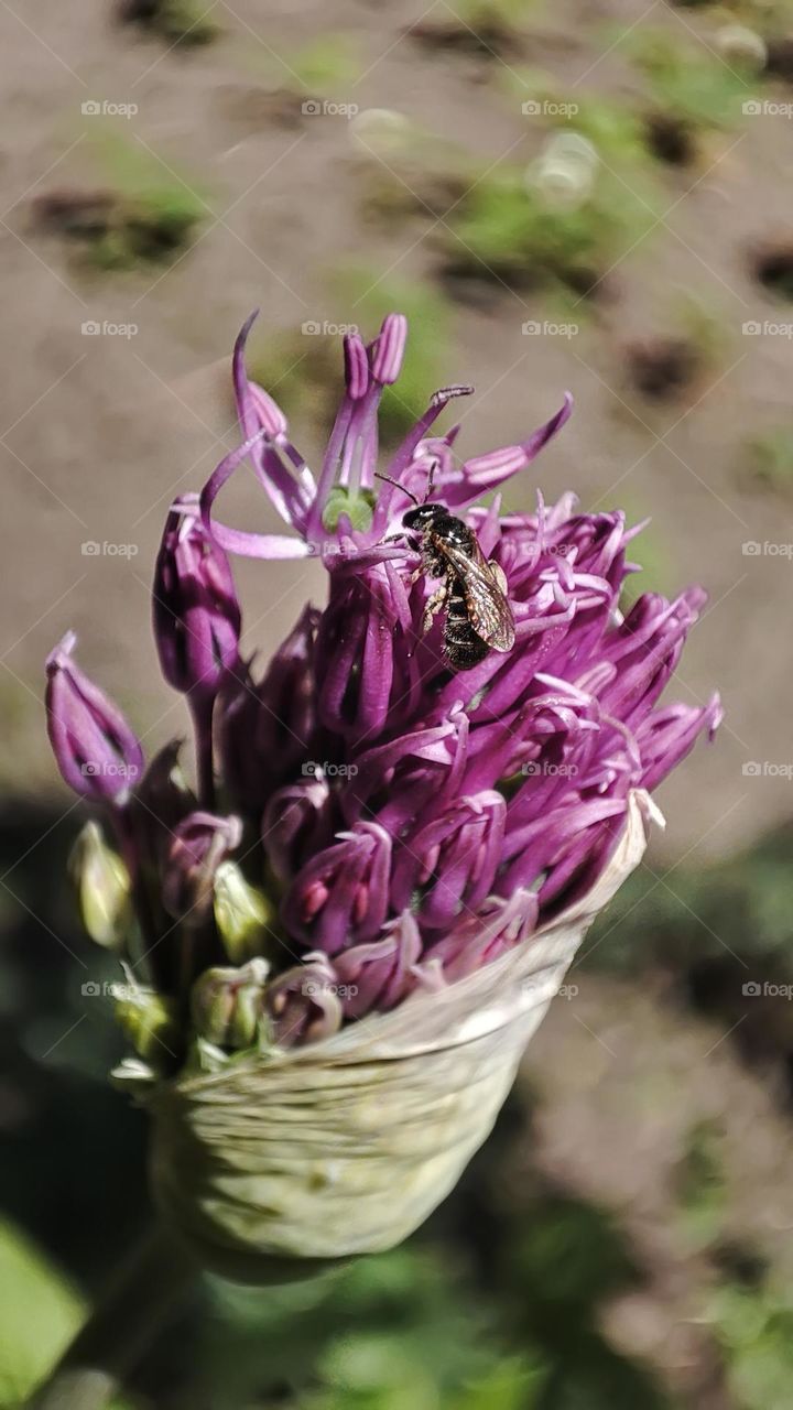 Macro photo of green grass growing in the garden