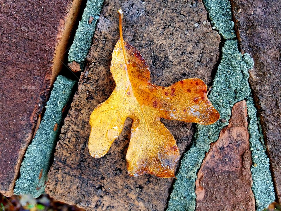 leaf on brick.