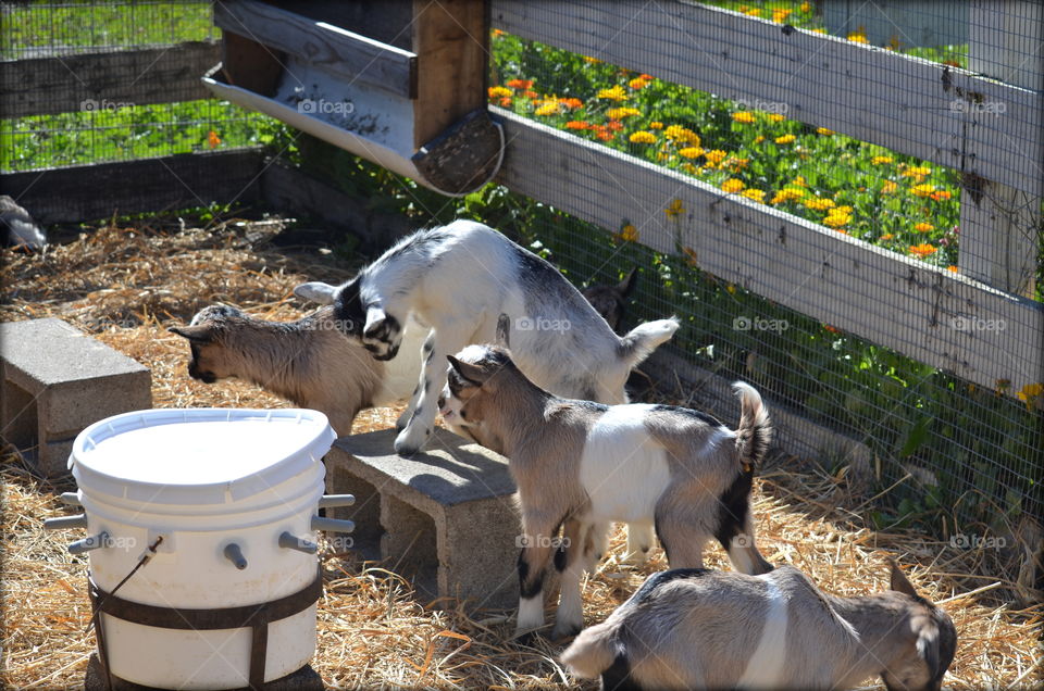 Baby Goats