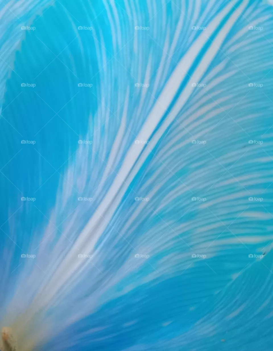 tulip petals