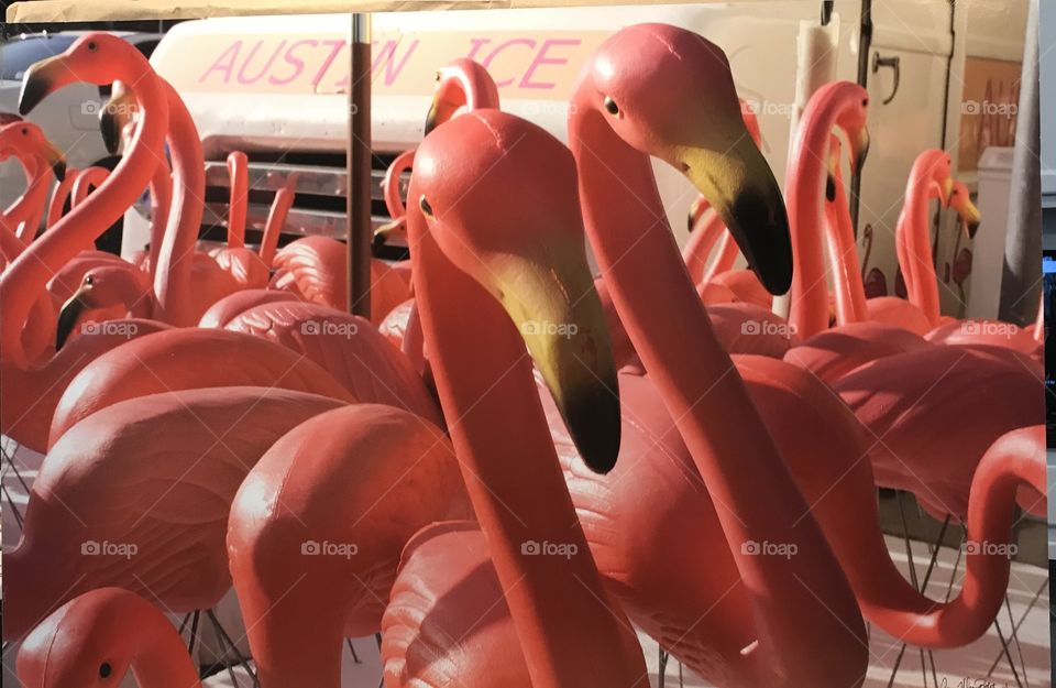 Plastic Fantastic - Pink Flamingos, Barton Springs Rd, Austin, TX