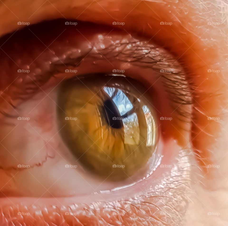 Macro Photo: Green eyes. They say the eyes are the window to the soul. They really are!