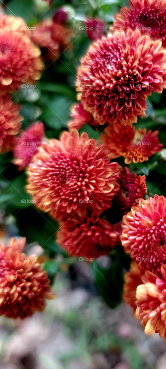 moods of autumn mums the word in oranges and gold and  red