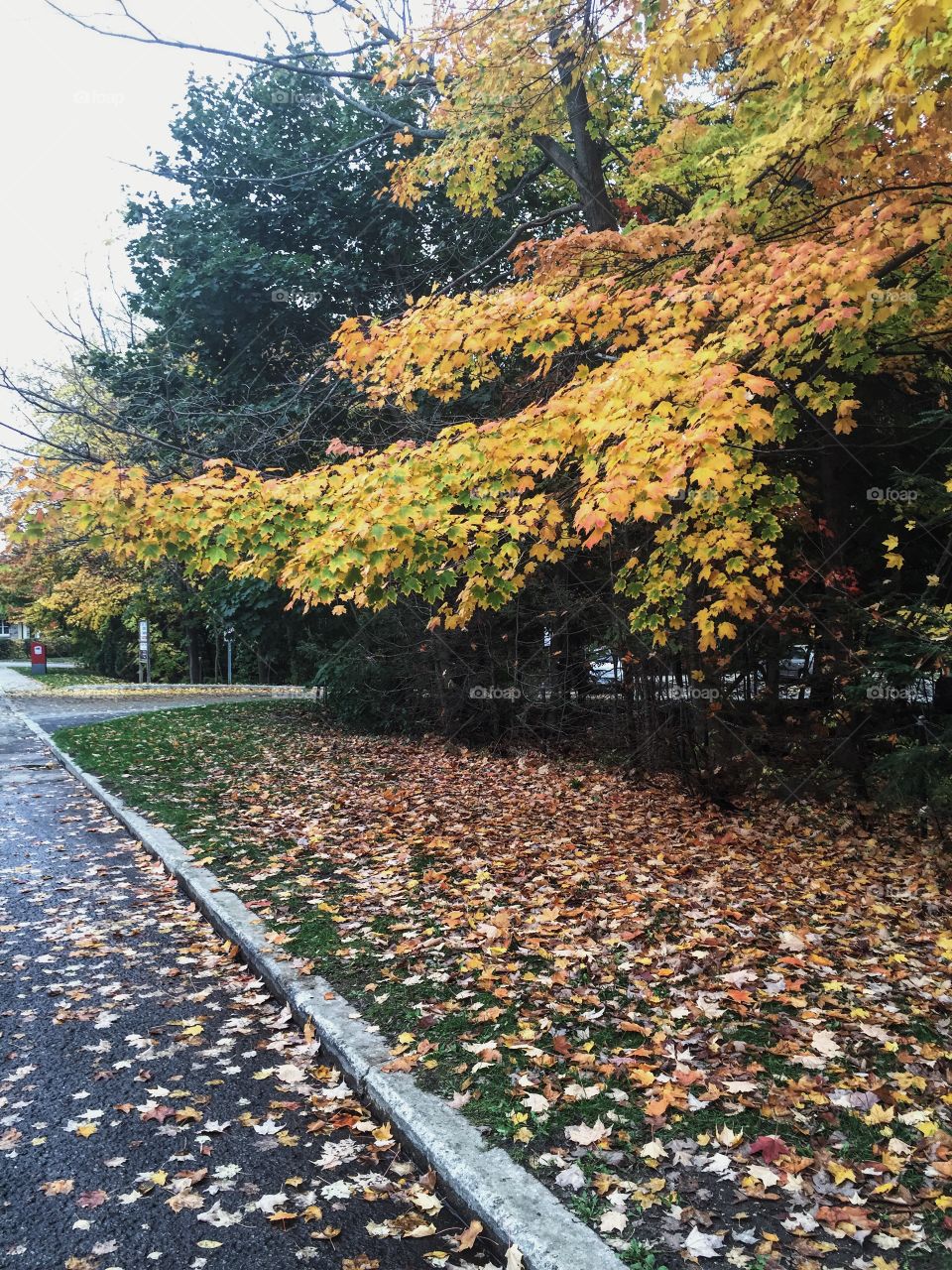 Fall path 