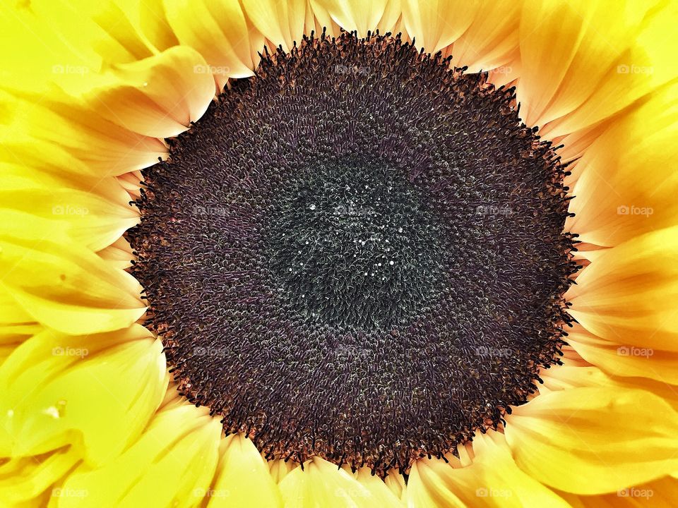 Sunflower . Sunflower 